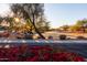 Landscaped community green space with bougainvillea at 25696 W Williams Ct, Buckeye, AZ 85326