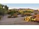 Landscaped backyard with desert plants and mountain views at 10432 E Winter Sun Dr, Scottsdale, AZ 85262