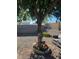 Relaxing backyard with a tree, flowers, and seating at 16210 N 32Nd Way, Phoenix, AZ 85032