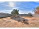 Large backyard with fire pit and mature tree at 8323 W Devonshire Ave, Phoenix, AZ 85037