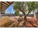 Backyard with mature trees and a gas grill at 8323 W Devonshire Ave, Phoenix, AZ 85037