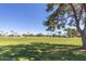 Expansive green space with mature trees and palm trees, offering a serene and picturesque view at 2233 N Middlecoff Dr, Mesa, AZ 85215