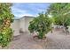 Yard with mature citrus trees and gravel at 300 S Val Vista Dr # 152, Mesa, AZ 85204