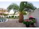 Backyard with a palm tree and decorative potted plants at 17765 W Summit Dr, Goodyear, AZ 85338