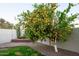 Lemon tree in the backyard with desert landscaping at 17765 W Summit Dr, Goodyear, AZ 85338