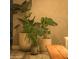 Collection of potted plants in a living space at 7301 E Claremont St, Scottsdale, AZ 85250