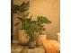 Collection of potted plants in a corner of the living room at 7301 E Claremont St, Scottsdale, AZ 85250