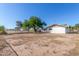 Large backyard with a tree and open space at 899 E Flint St, Chandler, AZ 85225