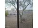 Landscaped yard with view of a tree and rock garden at 16464 W Piccadilly Rd, Goodyear, AZ 85395