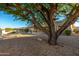 Spacious backyard with mature tree and gravel landscaping at 13708 W Robertson Dr, Sun City West, AZ 85375