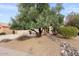 Landscaped front yard with gravel, rock accents, and a large olive tree at 14414 W Wagon Wheel Dr, Sun City West, AZ 85375