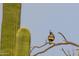 Gambel's quail perched on a branch, desert landscape at 605 N Star Ct, Apache Junction, AZ 85119