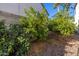 Landscaped backyard with mature lemon trees at 10617 W Adela Dr, Peoria, AZ 85383