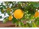 Large grapefruit tree laden with ripe fruit at 255 N Hunt E Dr, Mesa, AZ 85203
