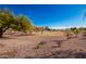 Spacious park with grassy area and mature trees at 588 N Amber Ct, Chandler, AZ 85225