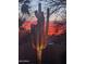 Desert landscape with saguaro cactus at sunset at 29306 N 70Th Way, Scottsdale, AZ 85266