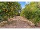 Picturesque orchard with rows of mature fruit trees, offering a serene and abundant landscape at 4024 E Hermosa Vista Dr, Mesa, AZ 85215