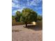 Landscaped backyard featuring two mature citrus trees at 9530 E Sherwood Way, Sun Lakes, AZ 85248