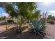 Mature trees and desert landscaping at 21532 N 262Nd Ln, Buckeye, AZ 85396