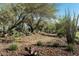 Landscaped walking path with desert plants and trees at 2224 W Chisum Trl, Phoenix, AZ 85085