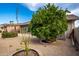 Landscaped backyard featuring mature citrus trees at 26602 S Nicklaus Dr, Sun Lakes, AZ 85248