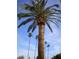 Tall palm trees against a clear blue sky at 10731 W Mission Ln, Sun City, AZ 85351