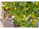 Lush lemon tree with many ripe lemons at 14203 W Rico Dr, Sun City West, AZ 85375