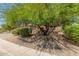 Front yard with a large tree and desert landscaping at 17311 N Havasupai Dr, Surprise, AZ 85374