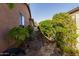 Landscaped side yard with mature plants and a walkway at 1819 W Magdalena Ln, Phoenix, AZ 85041