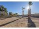 Spacious backyard with gravel and two palm trees at 669 S Saddle St, Gilbert, AZ 85233