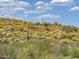 Natural desert landscape with blooming flowers at 13222 E Ranch Gate Rd, Scottsdale, AZ 85255