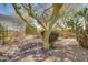 Backyard with a dry creek bed, stone pathway, and mature trees at 14731 W Trading Post Dr, Sun City West, AZ 85375