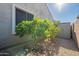 Landscaped backyard with fruit trees and storage shed at 36080 W Merced St, Maricopa, AZ 85138