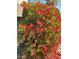 Lush flowering bush with vibrant red blooms adds curb appeal at 4842 E Surrey Ave, Scottsdale, AZ 85254