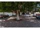 Ranch style home with a large tree in the front yard and gravel landscaping at 11840 N 49Th Ave, Glendale, AZ 85304