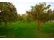 Landscaped backyard with multiple orange trees decorated with string lights at 7249 N Central Ave, Phoenix, AZ 85020