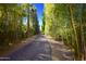 Pathway lined with bamboo trees leading to the property entrance at 7249 N Central Ave, Phoenix, AZ 85020