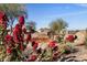 Landscaped area with vibrant bougainvillea and rock accents at 7445 E Eagle Crest Dr # 1065, Mesa, AZ 85207