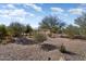 Landscaped backyard with desert plants and gravel at 20515 N 274Th Ln, Buckeye, AZ 85396