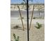 Front yard with newly planted trees supported by wooden stakes at 22319 W Monona Ln, Surprise, AZ 85387