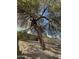 Landscaped backyard with a large tree and gravel at 4032 N 11Th Ave, Phoenix, AZ 85013