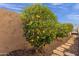 Landscaped backyard with mature citrus trees and flagstone path at 8137 N 13Th Pl, Phoenix, AZ 85020