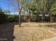 Spacious backyard with lush greenery at 1244 S Portland Ave, Gilbert, AZ 85296