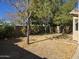 Landscaped backyard with mature trees at 1244 S Portland Ave, Gilbert, AZ 85296