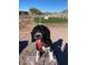 Dog run area with grassy space and shade at 650 N Hawes Rd # 3431, Mesa, AZ 85207