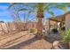 Desert landscaping with covered patio, mature palm trees, and gravel at 6825 S Whetstone Pl, Chandler, AZ 85249