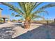 Landscaped backyard featuring palm trees and a swimming pool at 22155 N Cline Ct, Maricopa, AZ 85138