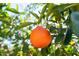 Close-up of a ripe orange hanging from a tree at 2722 Leisure World --, Mesa, AZ 85206