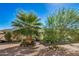 Landscaped front yard with a palm tree and gravel at 6810 W Vermont Ave, Glendale, AZ 85303