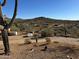 Desert landscape with cacti and distant homes, showcasing the property's location at 42213 N 3Rd St, Phoenix, AZ 85086